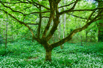 green tree in the forest