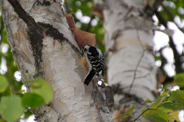 A Downy Woodpecker in a Tree