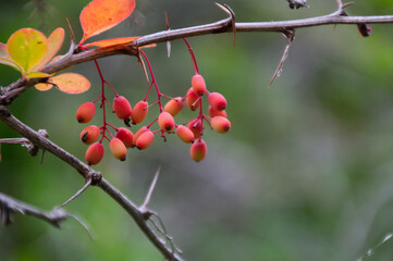 Korean Barberry