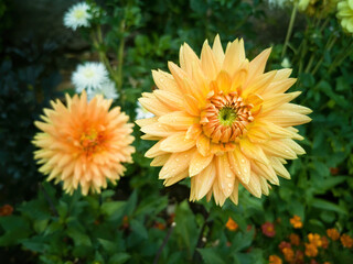 Dalia Orange flowers in garden with raindrops