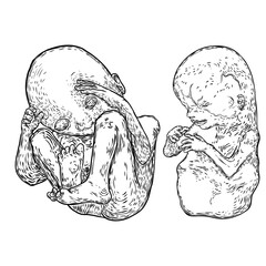 Baby development in pregnancy drawing. Anatomy and pregnancy period baby development drawing.  Vector.