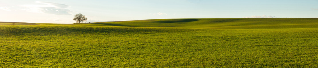 Fototapeta premium Super panoramic view of Wavy agricultural field with green crop mantle of cereal and lonely tree on top, at sunset