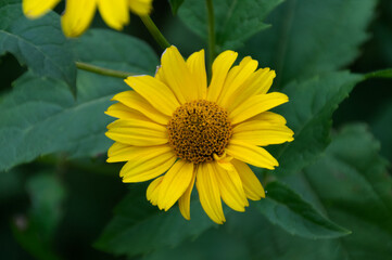 Yellow Flowers Blooming in a Garden