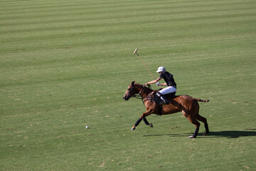 horse racing in action