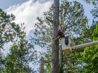 worker with chain saw on boom cutting and removing trees from yard
