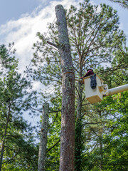worker with chain saw on boom cutting and removing trees from yard
