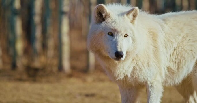 Roaming white wolf in Banff National Park, close up