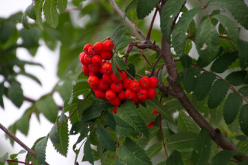 Mountain Ash Berries