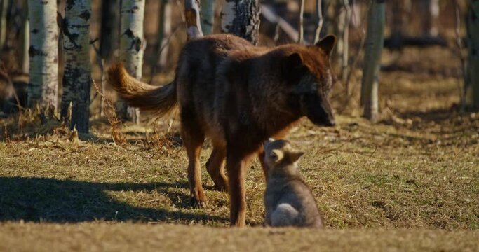 Close up, brown wolf plays with pup