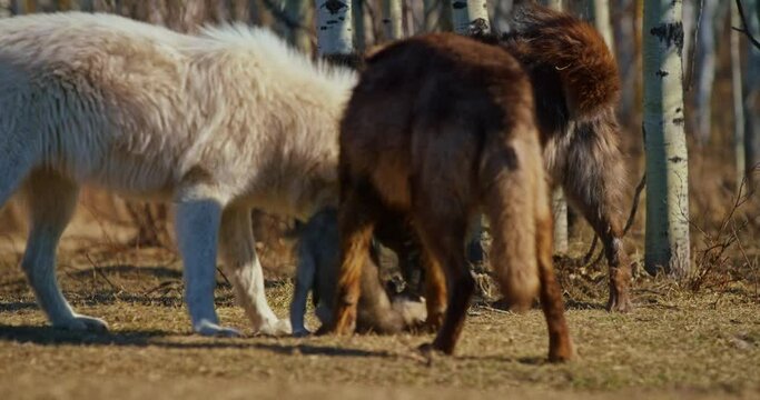Pack of wolves play with pup in Banff National Park, close up