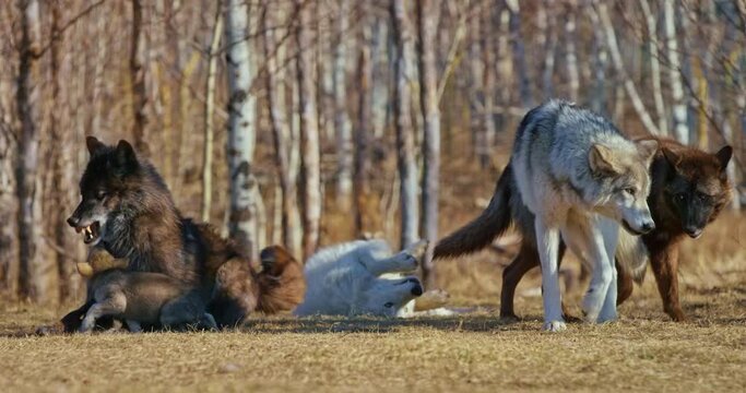 Close up, adult wolves splay with pup in Banff National Park