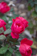 Red Rose Blooming in a Garden