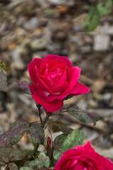 Red Rose Blooming in a Garden