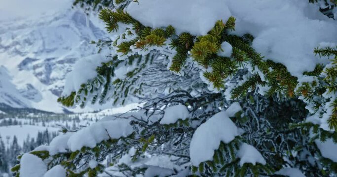 Close up, mountain tree covered in snow in Banff National Park