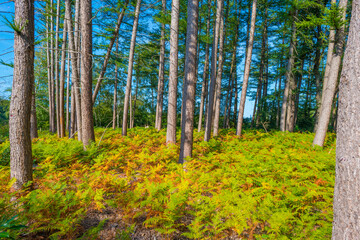 Obraz premium Beauty in nature as trees rise in the shadow of a forest in bright sunlight in autumn, Voeren, Limburg, Belgium, September 11, 2020