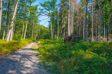Obraz premium Beauty in nature as trees rise in the shadow of a forest in bright sunlight in autumn, Voeren, Limburg, Belgium, September 11, 2020