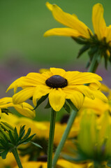 Black-Eyed Susans in a Garden