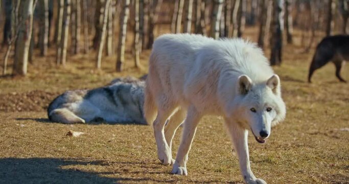 Panning shot, white wolf in Banff National Park