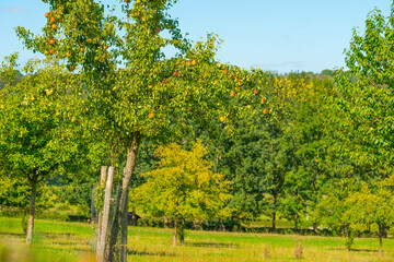 Naklejka premium Apples growing in apple trees in an orchard in bright sunlight in autumn, Voeren, Limburg, Belgium, September 10, 2020