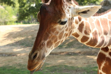 Girafes en plein dejeuner