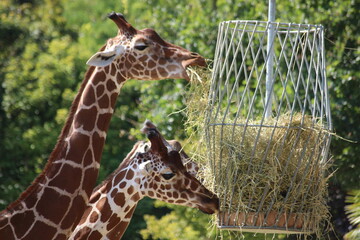 Girafes en plein dejeuner