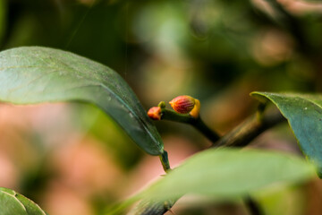 Flor de orquídea nascendo