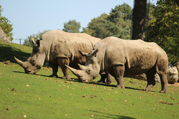 Obraz premium Rhinocéros blanc