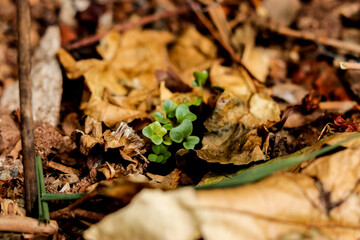 Sementes germinadas crescendo na terra
