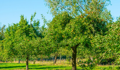 Apples growing in apple trees in an orchard in bright sunlight in autumn, Voeren, Limburg, Belgium, September 10, 2020