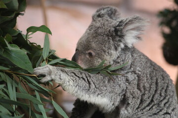 Koala