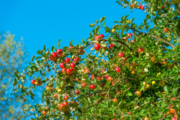 Apples growing in apple trees in an orchard in bright sunlight in autumn, Voeren, Limburg, Belgium, September 10, 2020