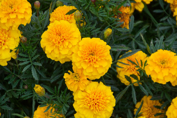 Marigolds in a Garden