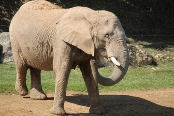 Elephant de savane