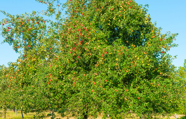 Apples growing in apple trees in an orchard in bright sunlight in autumn, Voeren, Limburg, Belgium, September 10, 2020