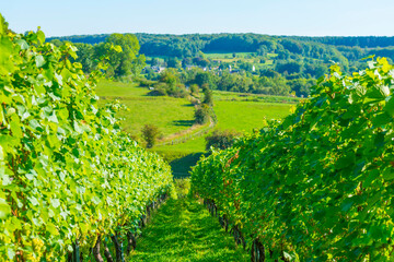 Vines with grapes growing in a vineyard in bright sunlight in autumn, Voeren, Limburg, Belgium,...