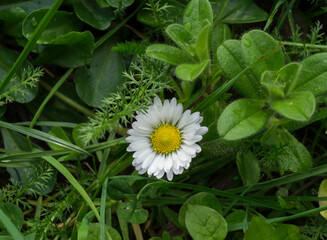A common daisy or Bellis perennis flowering in a sheltered valley in France. © Philip
