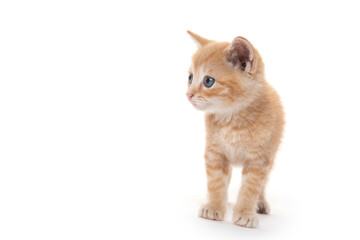 Cute yellow tabby kitten on white