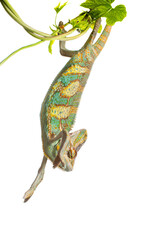 Colourful Yemeni cone-head chameleon (veiled chameleon) on a white background isolated