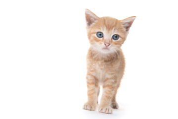 Cute yellow tabby kitten on white
