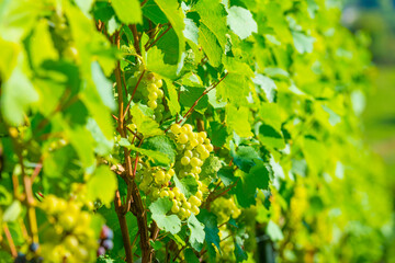 Fototapeta na wymiar Vines with grapes growing in a vineyard in bright sunlight in autumn, Voeren, Limburg, Belgium, September 10, 2020