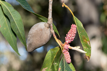 Woody Pear tree with Inflorescence growth