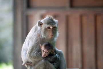 可愛いサル