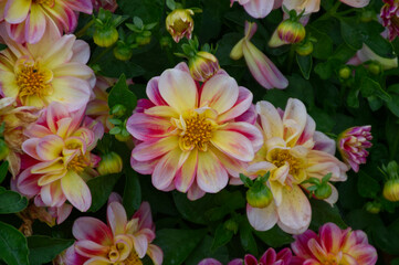 Pink and Yellow Dahlias in a Garden
