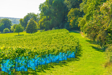 Vines with grapes growing in a vineyard in bright sunlight in autumn, Voeren, Limburg, Belgium, September 10, 2020