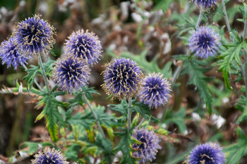 Purple Flower in Bloom