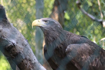 Rapaces