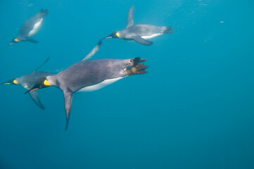 King Penguins Swimming Underwater, South Georgia Island, Antarctica