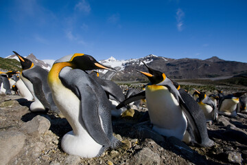 Obraz premium King Penguins, South Georgia Island, Antarctica