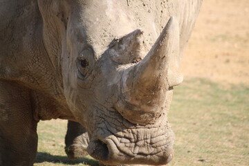 Fototapeta premium Rhinocéros blanc