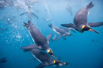 Rolgordijnen King Penguins Underwater, South Georgia Island, Antarctica © Paul